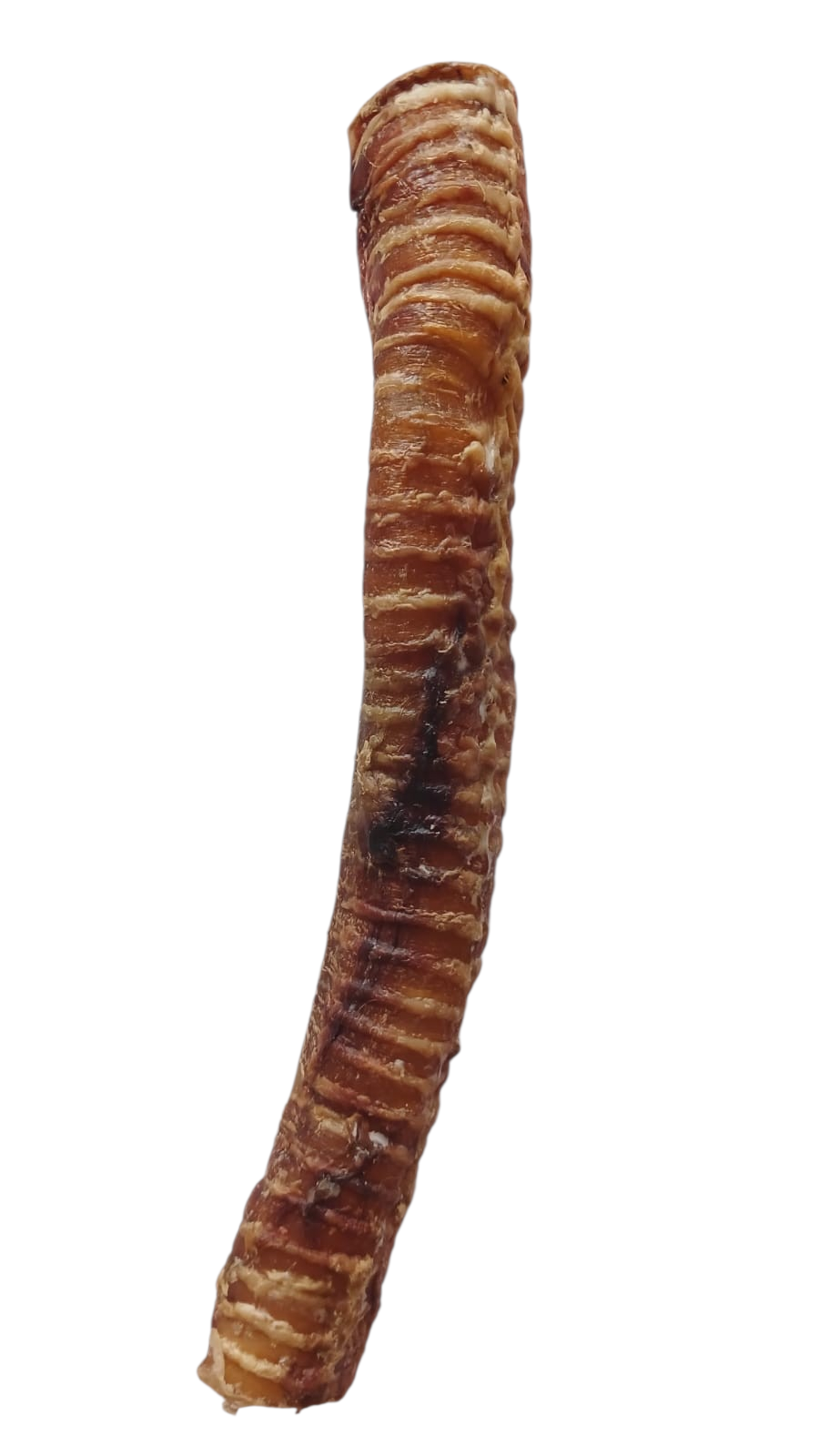 Trachea large