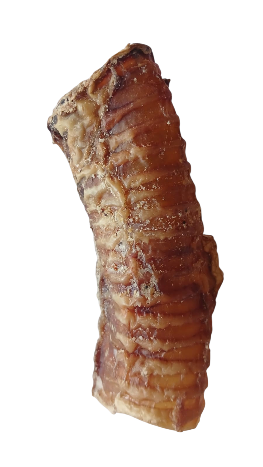Trachea small